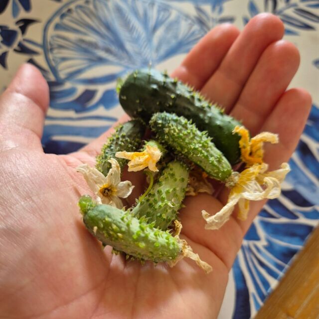 Pickled the last jar of gherkins for the season on the weekend before tearing out the plants to make way for something new. There were just a couple of tiny fruit still left so into the jar they went. I'm sure I've seen teeny tiny snack gherkins on fancy platters before, so hopefully that's where these lil beauties are headed! 😆🥒