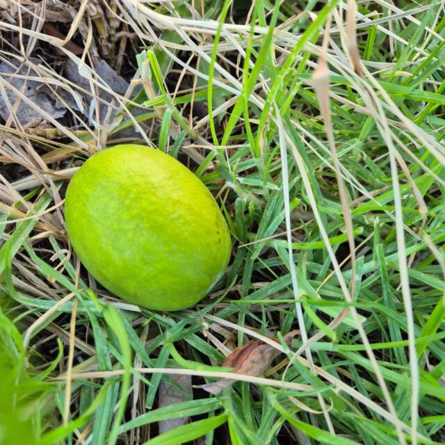 My little welcome home from the feijoa tree 🥰
