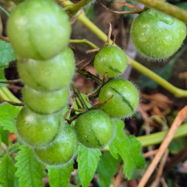 Somehow, I don't think these stripey bois are going to ripen up, but I don't have the heart to tear them out today 😅🍅