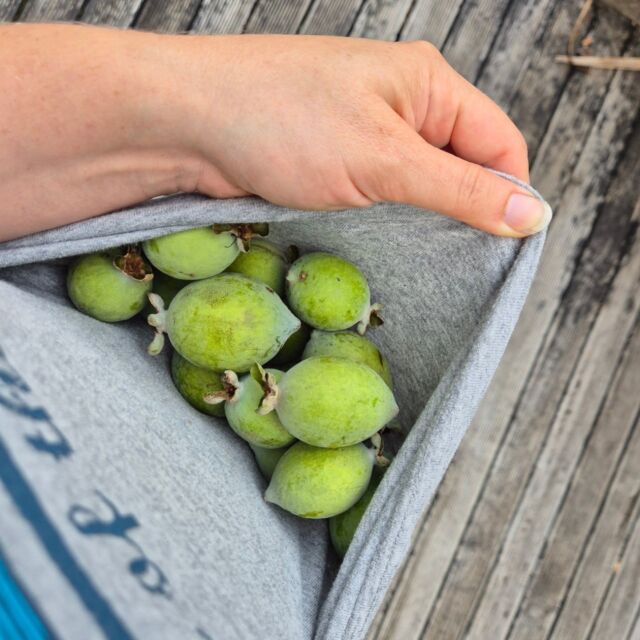 Anyone else been fossicking around their feijoa trees today?! These beauts smell divine 😍