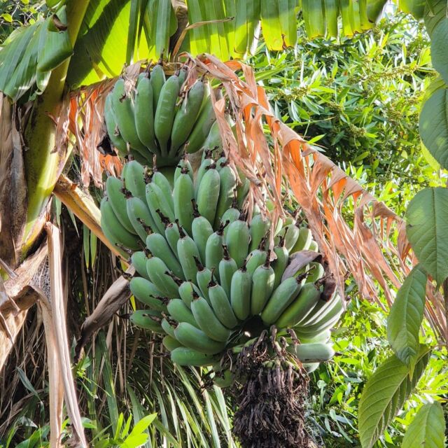 My bananas are looking so plump. My last bunch never made it this long and I am EXCITED 😍🍌