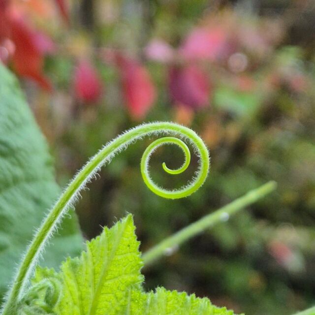 You know how some plants love to climb? They wrap their little tendrils around and grip on as they work their way up. You wonder how they know to grab on. It is because of these teeny tiny little hairs, often hard to see, but in this moment, catching the light just perfectly. 🌱