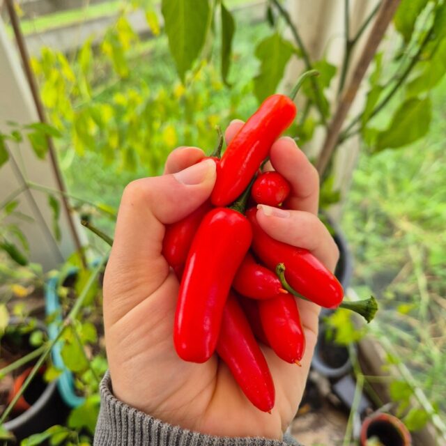 A fistful of spice coming in from the greenhouse today 🤩🌶