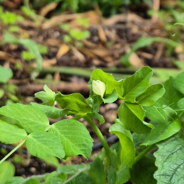 I forgot I planted peas 🤣 my brain has been decidedly custard these last few weeks and so imagine my delight stumbling across a pea blossom! Hopefully this weekend we'll get a gap in the rain and I can give this lil lady the support she deserves!